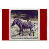 Zebra in Kenya (Front Horizontal)