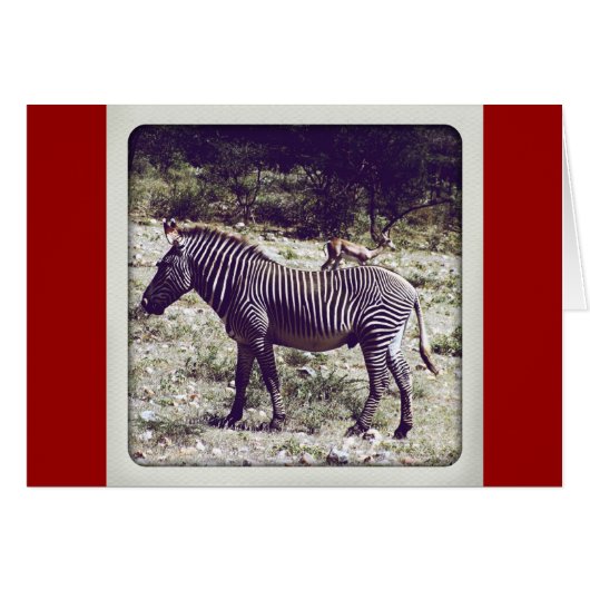 Zebra in Kenya (Front Horizontal)