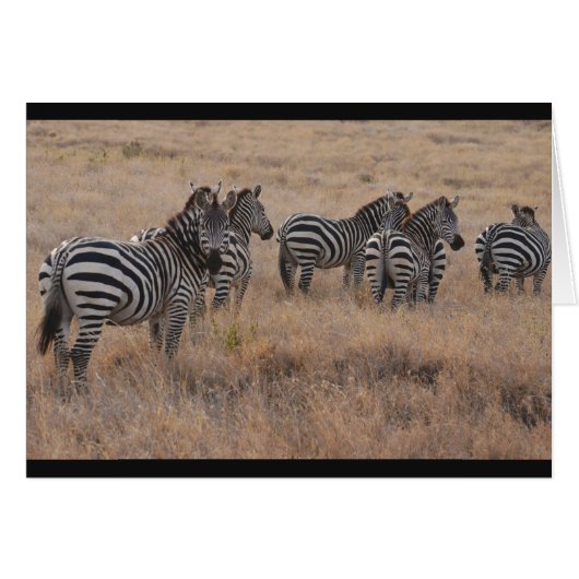 Zebra in Kenya Cards (Front Horizontal)