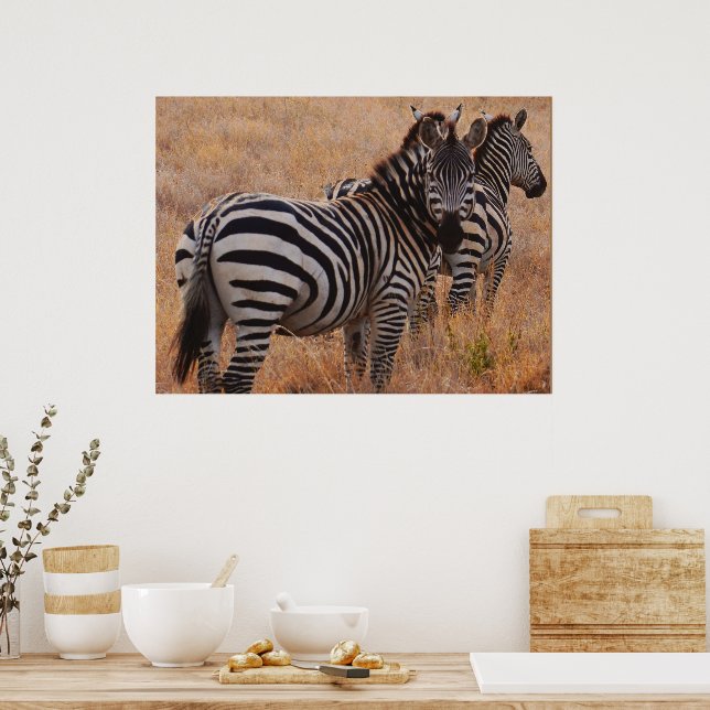 Zebra in Kenya Poster (Kitchen)