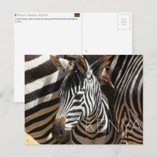 Zebra in Masai Mara, Kenya Travel Postcard