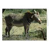 Zebra in Motion (Front Horizontal)