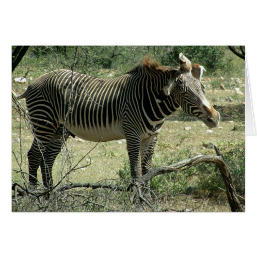 Zebra in Motion Cards (Front Horizontal)