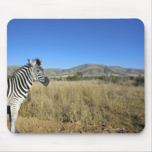 Zebra in open plain, Pilansberg National Park, Mouse Pad