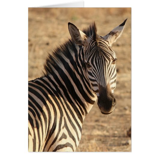 Zebra in Savannah, Tanzania Cards (Front)
