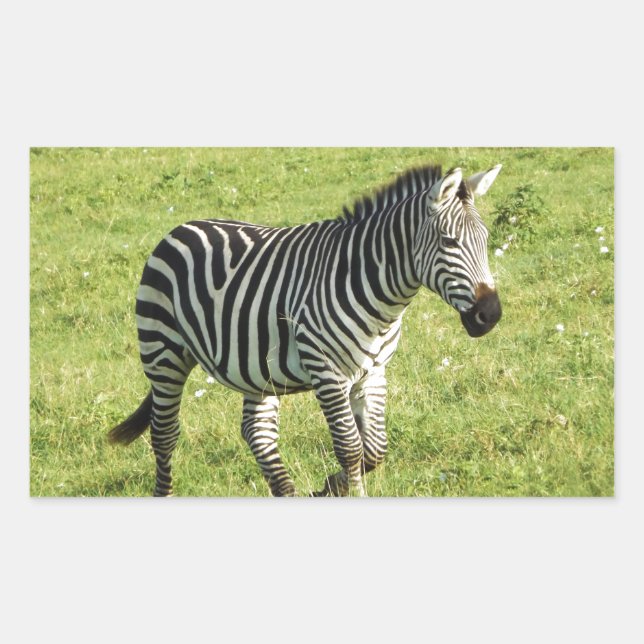 zebra in Serengeti.,Ngorongoro Crater Rectangular Sticker (Front)