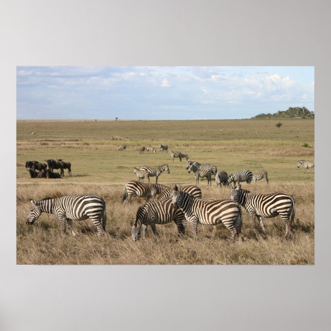Zebra in the Serengeti in Tanzania Poster (Front)