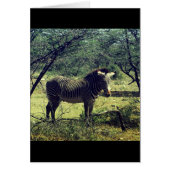 Zebra in the Trees (Front)