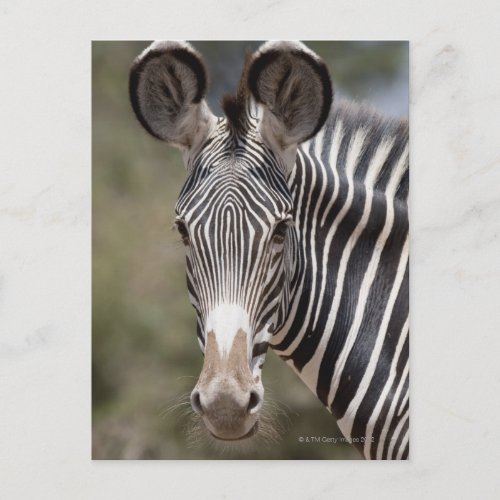 Zebra Kenya Africa Postcard