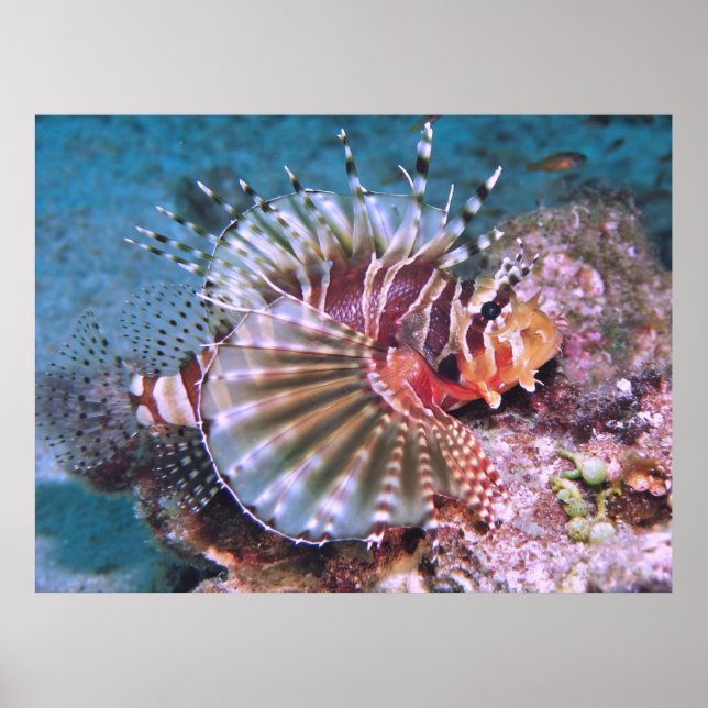 Zebra Lionfish Poster (Front)