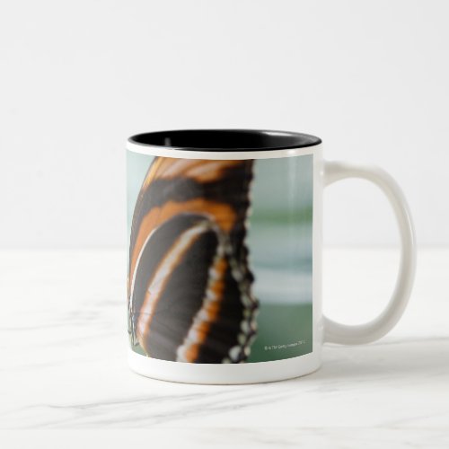 Zebra Long Wing Butterfly Two_Tone Coffee Mug