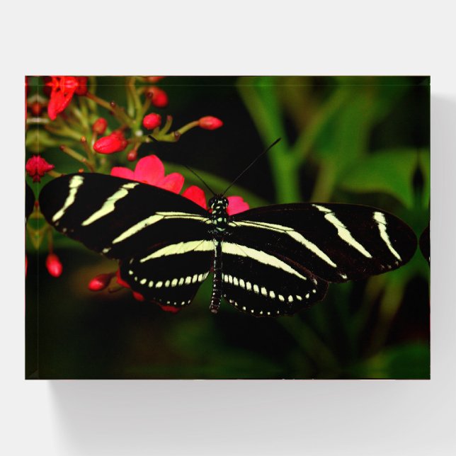 Zebra Long-Wing on flowers Paperweight (Front)