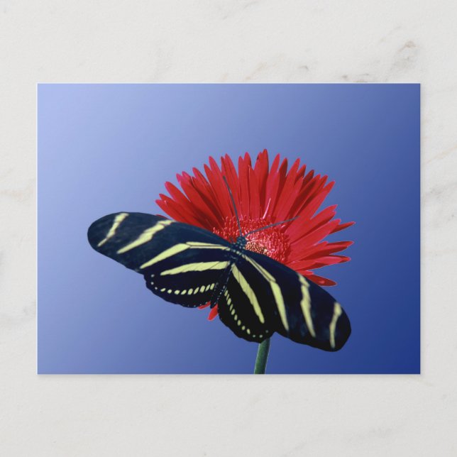 Zebra Longtail on a Daisy Postcard (Front)