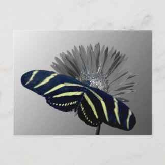 Zebra Longtail on a Daisy Postcard