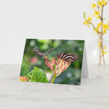 Zebra Longwing Butterflies, FL - card