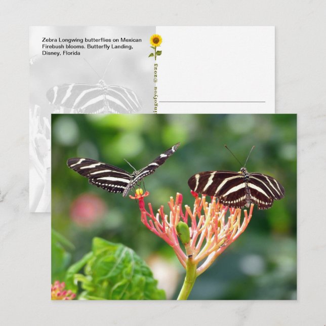 Zebra Longwing Butterflies, FL – postcard (Front/Back)