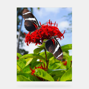 Zebra longwing butterflies on red flowers acrylic sign
