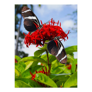 Zebra longwing butterflies on red flowers poster