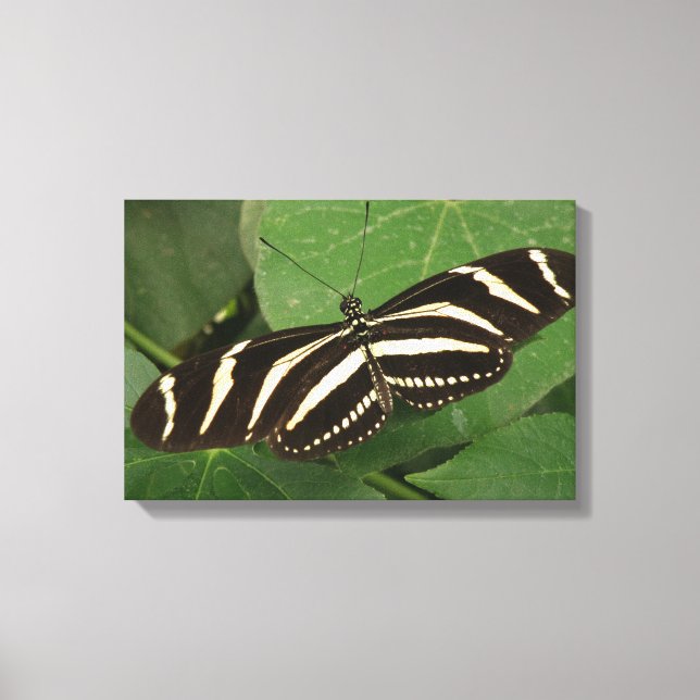 Zebra Longwing Butterfly Canvas Print (Front)