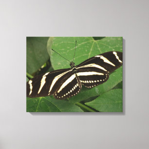 Zebra Longwing Butterfly Canvas Print