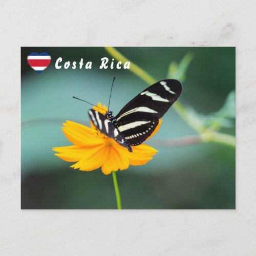 Zebra Longwing Butterfly _ Costa Rica Postcard