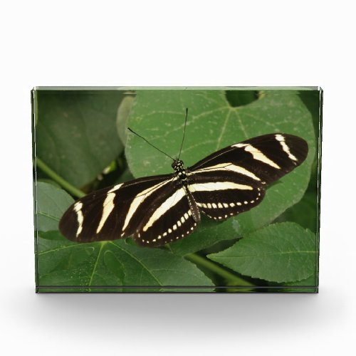 Zebra Longwing Butterfly Decorative Award
