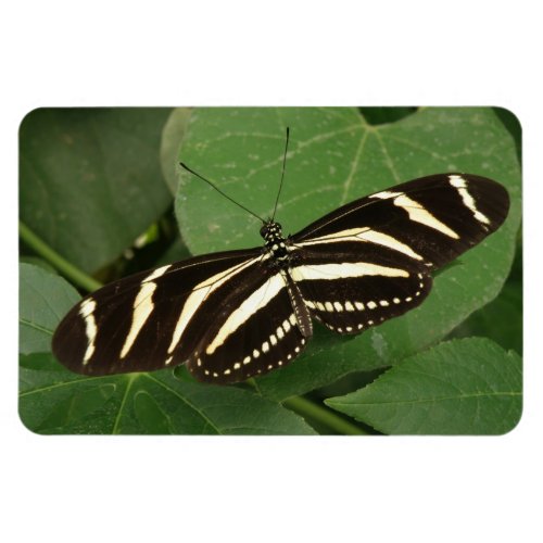 Zebra Longwing Butterfly Flexi Magnet