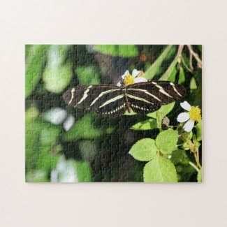 Zebra Longwing Butterfly