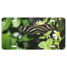 Zebra Longwing Butterfly