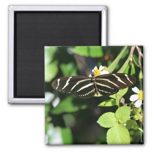 Zebra Longwing Butterfly Magnet