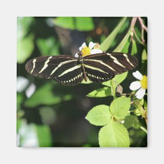 Zebra Longwing Butterfly