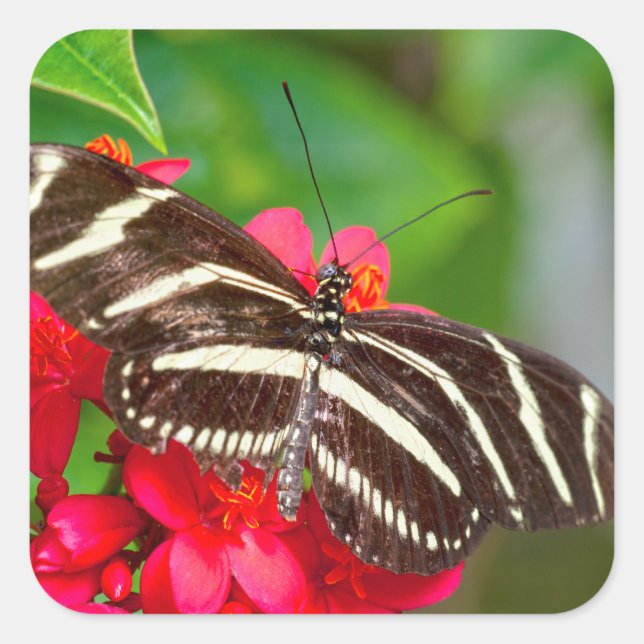 Zebra Longwing Butterfly Nature Photo Square Sticker (Front)