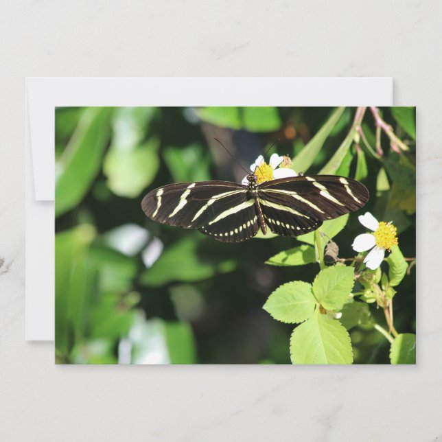 Zebra Longwing Butterfly Note Card (Front)