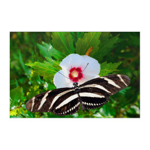 Zebra longwing butterfly on a Hibiscus Red Heart Acrylic Print