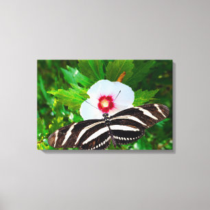 Zebra longwing butterfly on a Hibiscus Red Heart Canvas Print