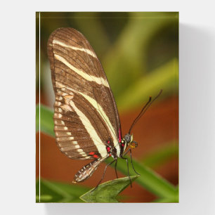 Zebra longwing butterfly paperweight