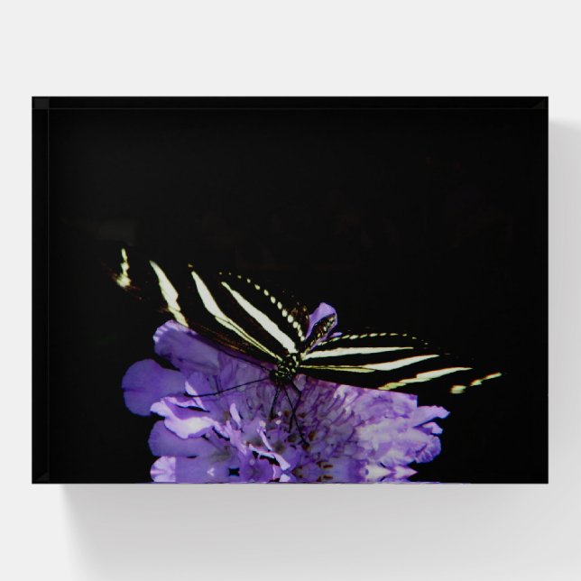 Zebra Longwing Butterfly Paperweight (Front)