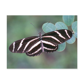 Zebra Longwing Butterfly Photo Postcard