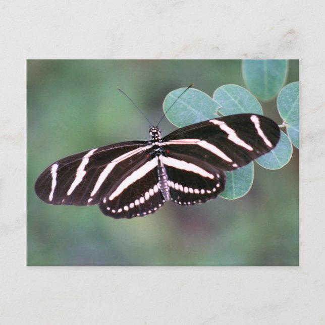 Zebra Longwing Butterfly Photo Postcard (Front)