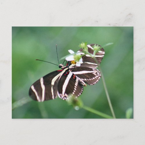 Zebra Longwing Butterfly Postcard