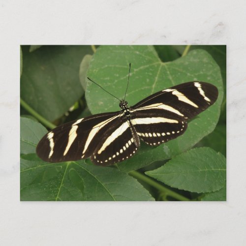 Zebra Longwing Butterfly Postcard