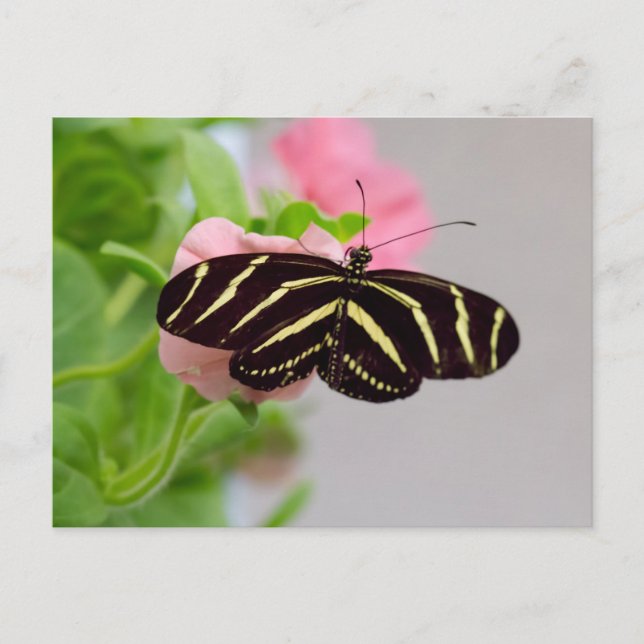 Zebra Longwing Butterfly Postcard (Front)