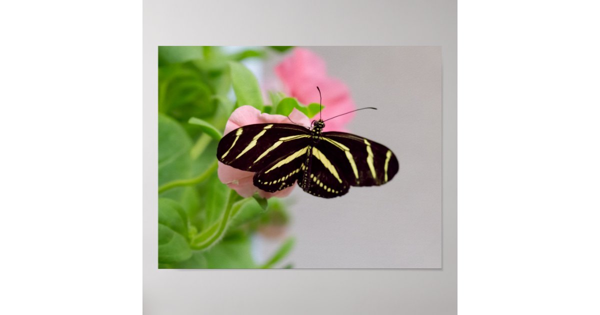 Zebra Longwing Butterfly Art Print