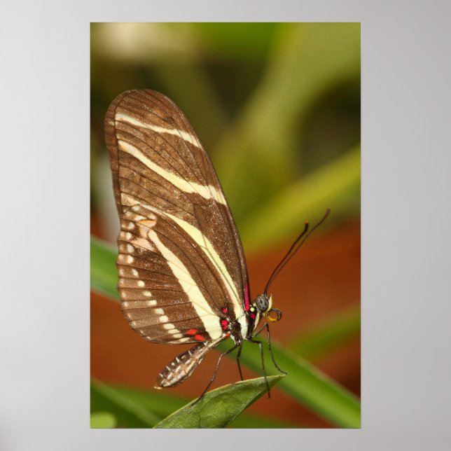 zebra longwing butterfly poster (Front)