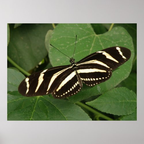 Zebra Longwing Butterfly Print
