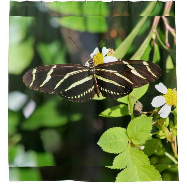 Zebra Longwing Butterfly Shower Curtain (Front)