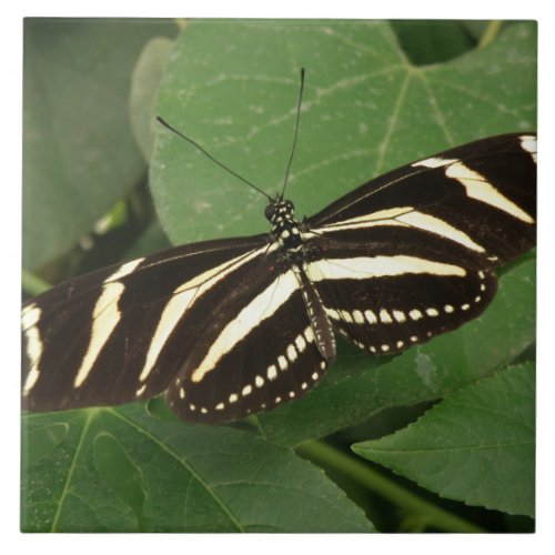 Zebra Longwing Butterfly Tile
