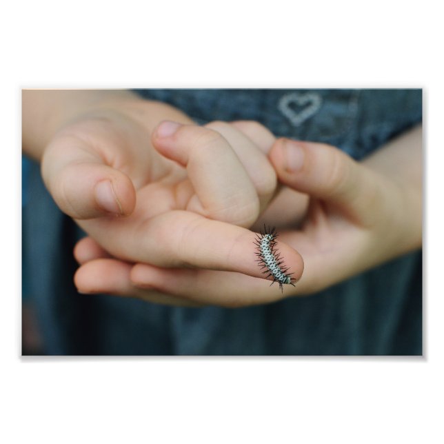 Zebra Longwing Caterpillar Photo Print (Front)