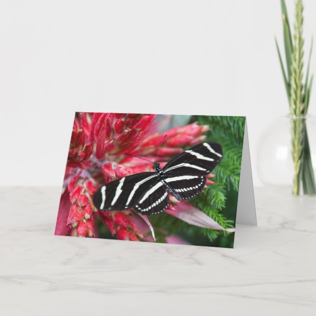 Zebra Longwing Christmas Card (Front)
