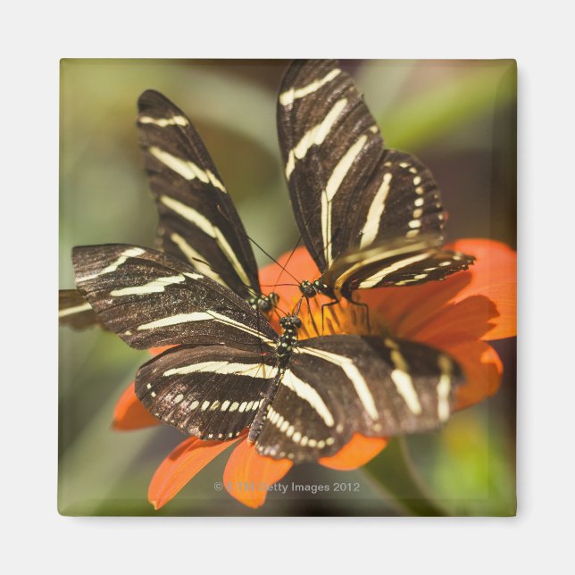 Zebra Longwing (heliconius charitonia) on flower Magnet (Front)